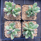 Pachyveria 'Dr cornelius'