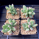 Pachyveria 'Dr cornelius'