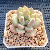 Pachyveria ebony x oviferum