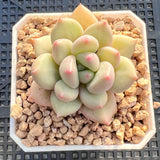 Pachyveria ebony x oviferum