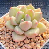 Pachyveria ebony x oviferum