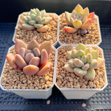 Pachyveria ebony x oviferum