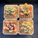 Pachyveria ebony x oviferum