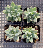 Pachyveria hialium