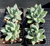 Pachyveria hialium