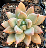 Pachyveria hialium