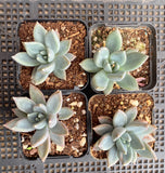 Pachyveria hialium