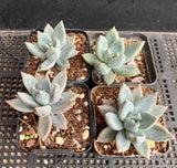 Pachyveria hialium
