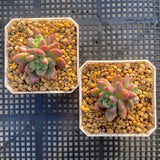 Pachyveria paradox aka Chanel