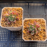 Pachyveria paradox aka Chanel