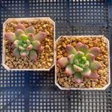 Pachyveria paradox aka Chanel