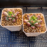 Pachyveria paradox aka Chanel