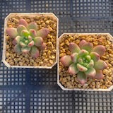 Pachyveria paradox aka Chanel