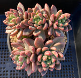 Pachyveria paradox aka Chanel