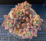 Pachyveria paradox aka Chanel