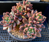 Pachyveria paradox aka Chanel