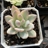 Pachyveria powder puff variegata