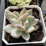 Pachyveria powder puff variegata