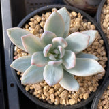 Pachyveria powder puff variegata