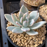 Pachyveria powder puff variegata