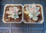 Pachyveria powder puff variegata