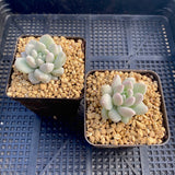 Pachyveria purple rain