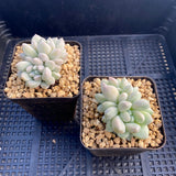Pachyveria purple rain