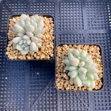 Pachyveria purple rain