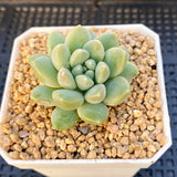 Pachyveria purple rain