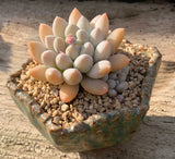 Pachyveria purple rain