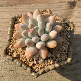 Pachyveria purple rain
