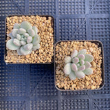 Pachyveria purple rain