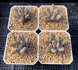 Pachyveria red angel's finger