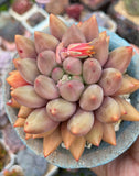 Pachyveria red angel's finger