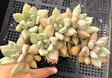 Pachyveria Rough MELBOURNE SYDNEY ADELAIDE QUEENSLAND CANBERRA VICTORIA NSW QUEENSLAND SOUTH AUSTRALIA ACT SUCCULENT 多肉 墨尔本 维多利亚 澳洲 澳大利亚 悉尼 新南威尔士 阿德莱德 南澳 昆士兰 布里斯本 黄金海岸 多肉植物 堪培拉