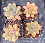 Pachyveria Rough