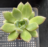 Pachyveria Rough