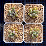 Pachyveria Rough
