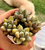 Pachyveria Rough