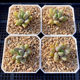 Pachyveria Rough