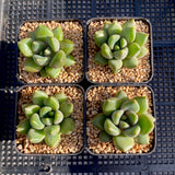 Pachyveria Rough