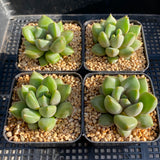 Pachyveria Rough