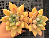 Pachyveria Rough MELBOURNE SYDNEY ADELAIDE QUEENSLAND CANBERRA VICTORIA NSW QUEENSLAND SOUTH AUSTRALIA ACT SUCCULENT 多肉 墨尔本 维多利亚 澳洲 澳大利亚 悉尼 新南威尔士 阿德莱德 南澳 昆士兰 布里斯本 黄金海岸 多肉植物 堪培拉