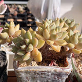 Pachyveria Rough