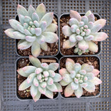 Pachyveria snow finger