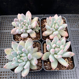 Pachyveria snow finger