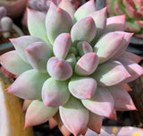 Pachyveria snow finger