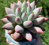 Pachyveria snow finger