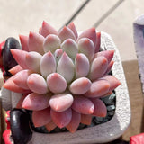 Pachyveria snow finger