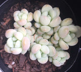 Sedeveria Pudgy